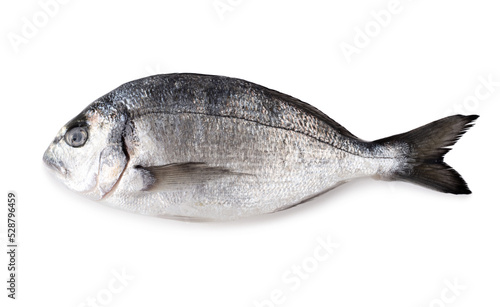 Dorado fish isolated on white background.