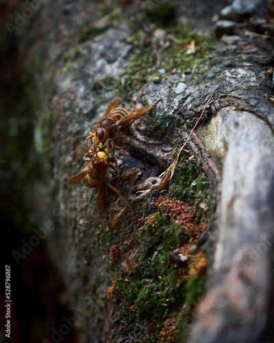 Hornissen kämpfen um ihr Leben auf einem Baumstamm mit Moos und Pilzen im Hintergrund © Basaltblick