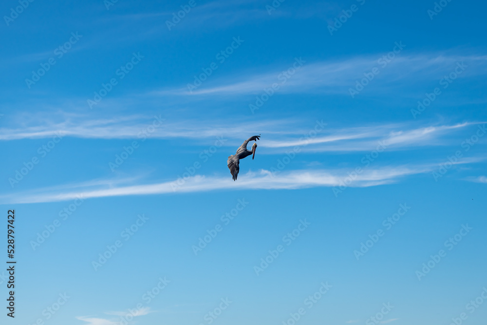An isolated pelican flying on Runaway Bay beach (Jamaica). An isolated pelican flying on Runaway Bay beach (Jamaica).