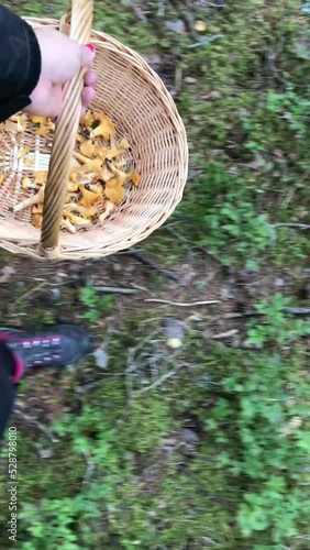 User generated content of person holding a basket filled with harvested edible chanterelle mushrooms while walking in the forest. Above view of person outdoors picking mushrooms in Sweden.