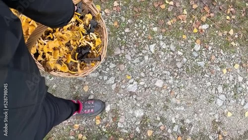 Above view of person walking with basket filled with wild mushrooms. Concept of picking mushrooms in the forest. Slowmotion footage made in Sweden.