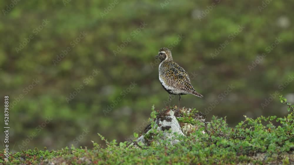 European golden plover on rock and making alerting noise in Northern Finland European golden plover on rock and making alerting noise in Northern Finland