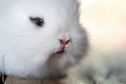 cute little white rabbit