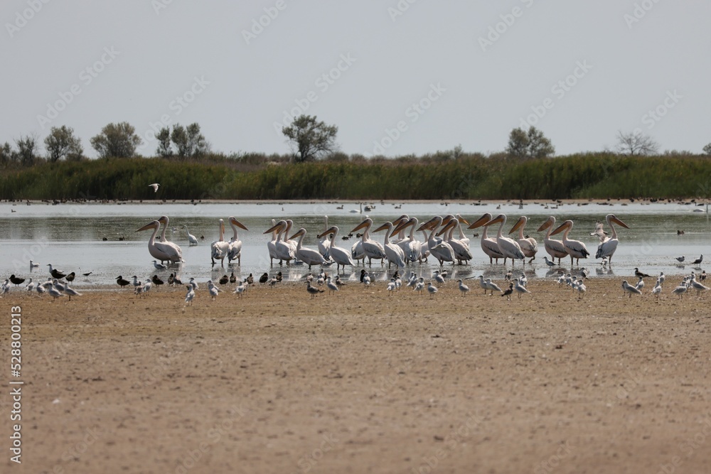 Flock Of Pelicans On The Estuary. Bessarabia, Ukraine Flock Of Pelicans On The Estuary. Bessarabia, Ukraine