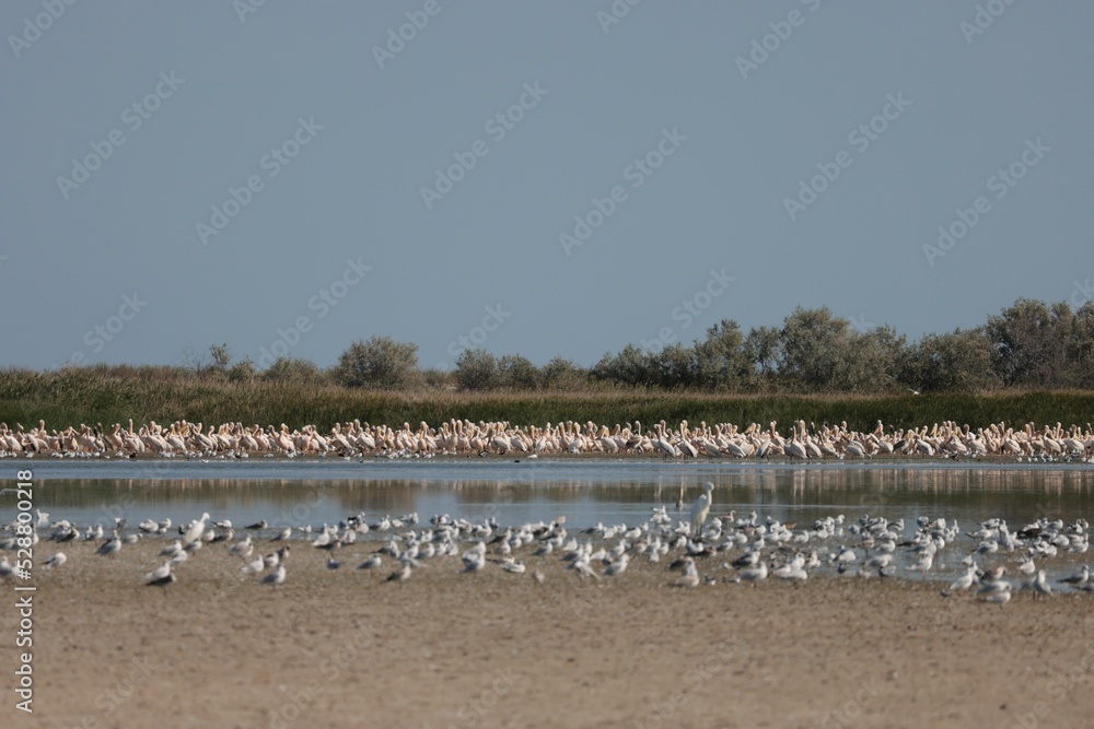 Flock Of Pelicans On The Estuary. Bessarabia, Ukraine