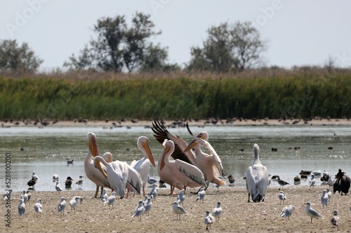 Flock Of Pelicans On The Estuary. Bessarabia, Ukraine