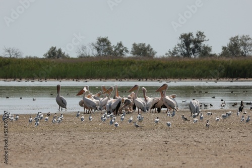 Flock Of Pelicans On The Estuary. Bessarabia, Ukraine