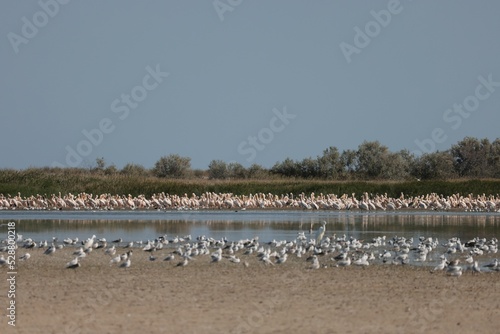 Flock Of Pelicans On The Estuary. Bessarabia, Ukraine