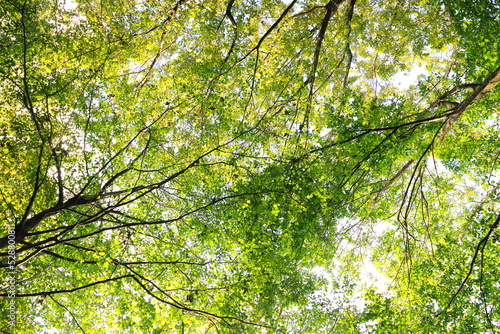 新緑と太陽の木漏れ日森林浴