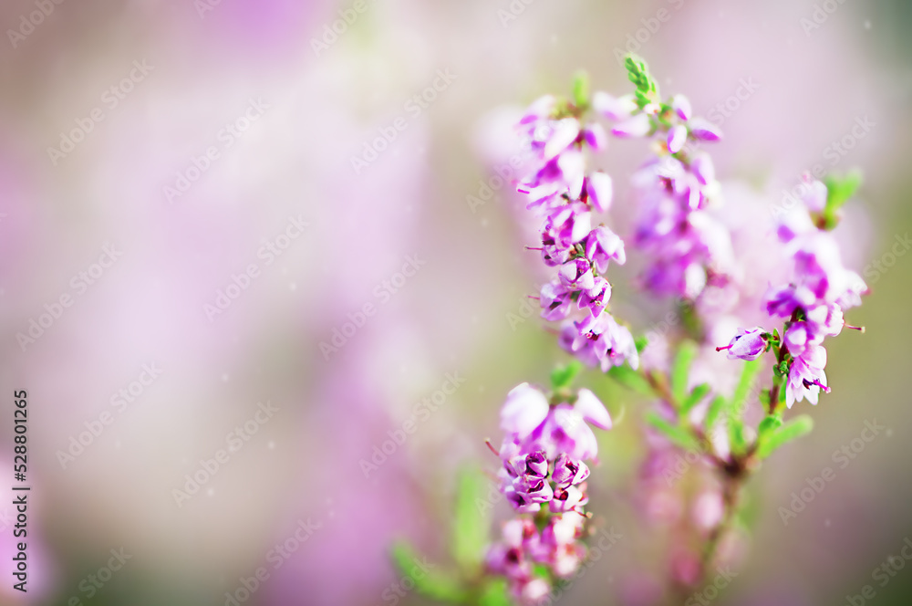 Naklejka premium Blooming wild fairy blue common heather (Calluna vulgaris). Nature,flowers background.