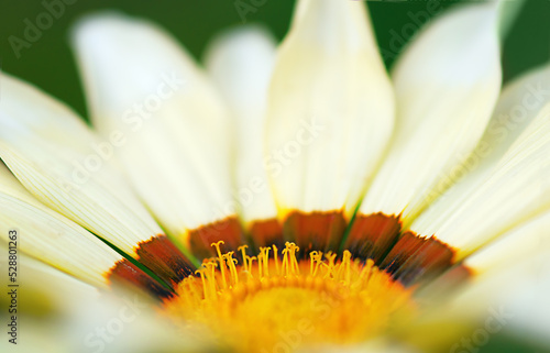 yellow flower Gazania close up, natural background