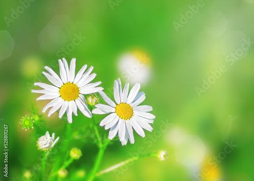 wildflower white chamomile close-up, beautiful summer background,