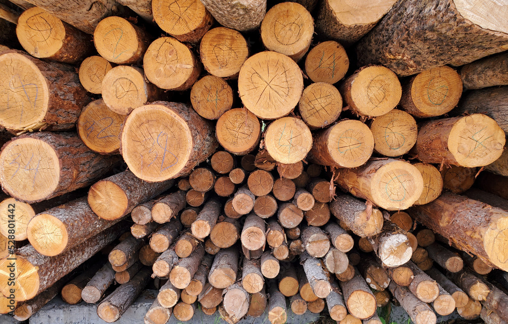 Fototapeta premium A closeup shot of wood logs stacked in a pile, pine logs of various sizes, background texture