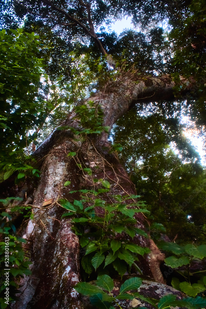 Fototapeta premium big and tall green tree in first plane with nadir view in boca de tomatlan puerto vallarta jalisco 