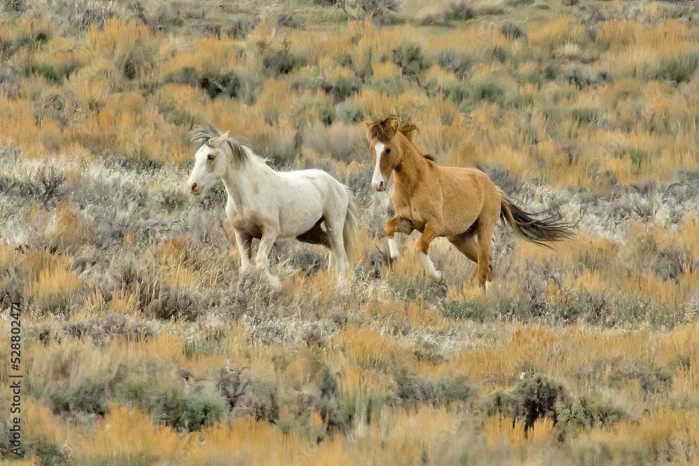 A pair of wild mustangs running together in the Colorado high desert. A pair of wild mustangs running together in the Colorado high desert.