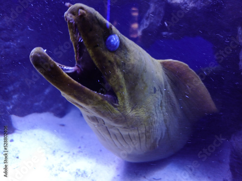 closeup of Murena. Mooray Eel photo