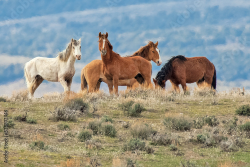 Photography A Group of Four Wild Mustangs Standing in the Colorado High Desert