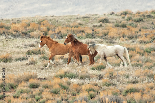 Three wild mustangs walking together in the Colorado high desert.
