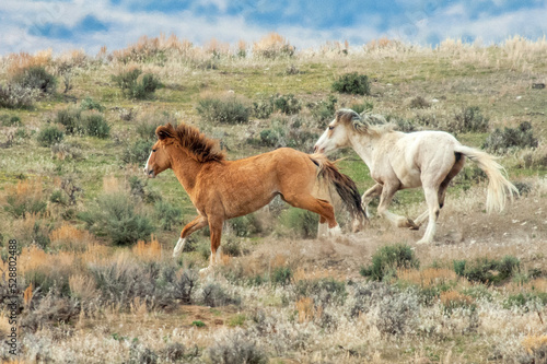 A pair of wild mustangs galloping in the Colorado high desert.