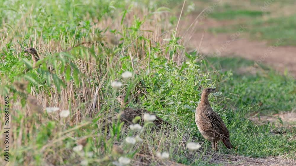 Partridge. Warm colors nature background. Grey Partridge. Perdix perdix. Partridge. Warm colors nature background. Grey Partridge. Perdix perdix.