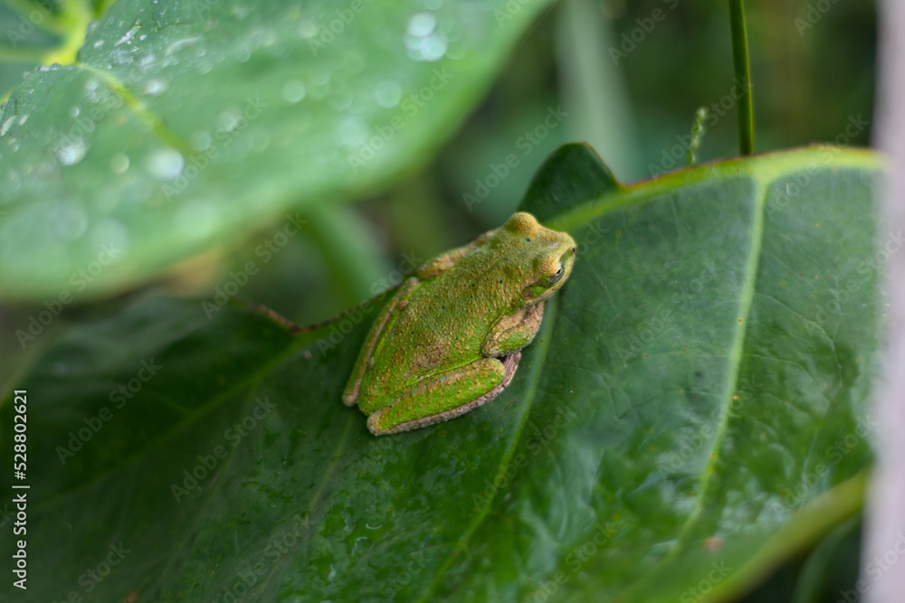 Sardinian frog of green and yellow colors on green leaf Sardinian frog of green and yellow colors on green leaf