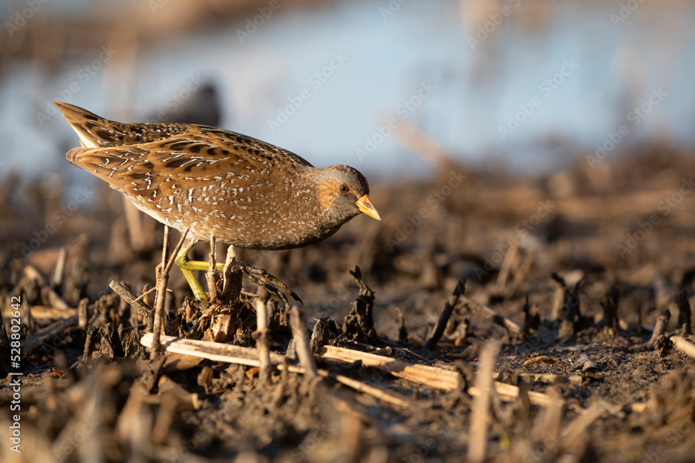 Spotted Crake - Porzana porzana - at the wetland, Marche, Italy Spotted Crake - Porzana porzana - at the wetland, Marche, Italy