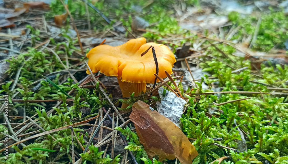 mushroom of Chanterelle in the forest close up. Food ingredient mushroom of Chanterelle in the forest close up. Food ingredient