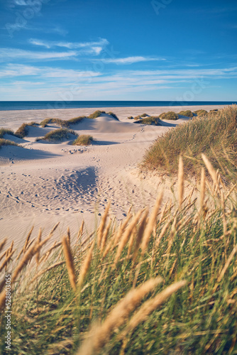 Fototapeta Naklejka Na Ścianę i Meble -  Beach Gras and Dunes at the north sea in Denmark. High quality photo