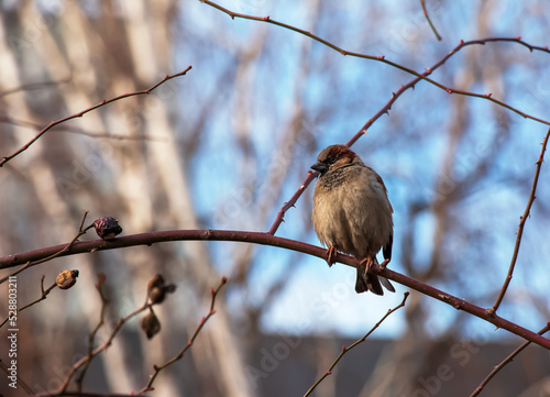 A frozen sparrow sits on a rosehip branch with berries on a frosty winter morning.