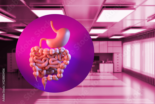 Stomach and intestinal tract. Gastroenterology concept. Human digestive system. Human stomach in front of gastroenterologists office. Stomach model on purple background. 3d rendering. photo