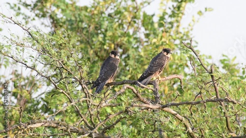 Hobby Falco subbuteo in the wild. Two birds on a stick screaming. photo