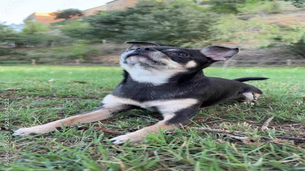 small dog training with food small dog training with food
