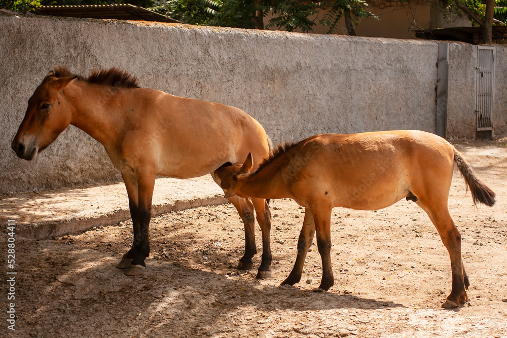 Przewalski's horses (Equus ferus przewalskii or Equus przewalskii) in the Odessa Zoo, Ukraine