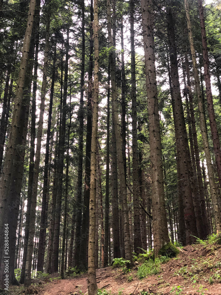 Fototapeta premium Nature Outdoor High Trees 2
