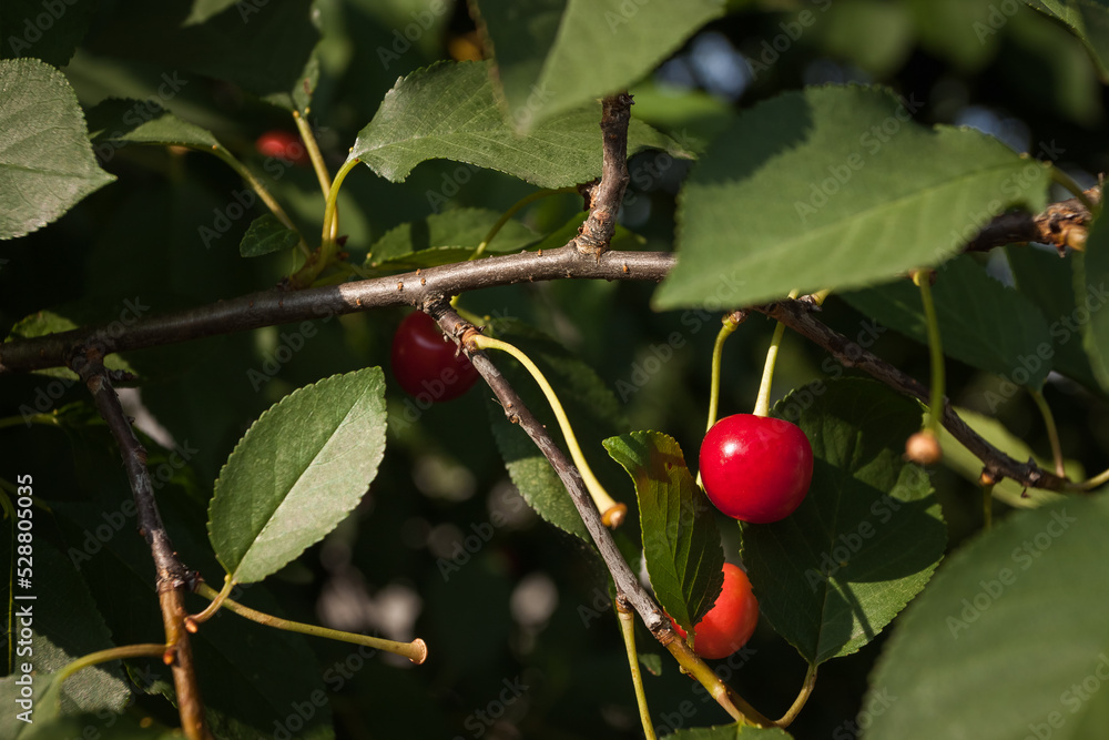 Juicy cherries hanging on a cherry tree branch