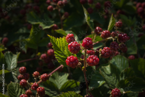 Red blackberry (rubus) berries on a branch. Small depth of field