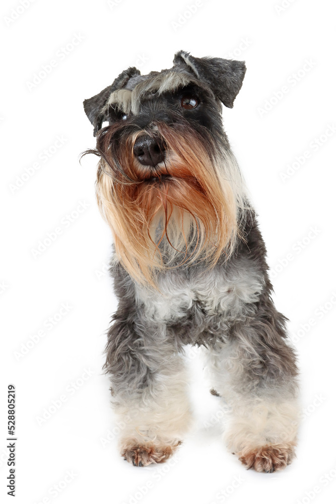 standing miniature schnauzer in front isolated on white