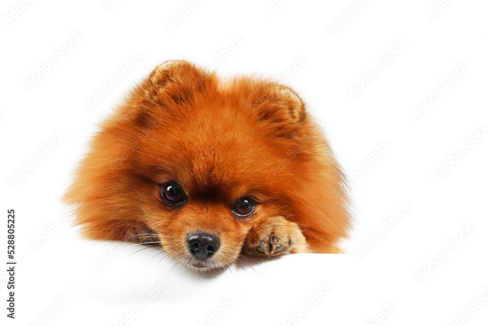 pomeranian isolated on white pomeranian isolated on white