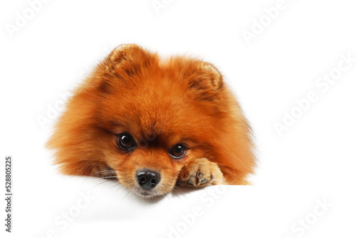 pomeranian isolated on white 