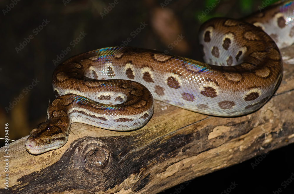 Fototapeta premium JIBOIA ARCO ÍRIS DA CAATINGA 