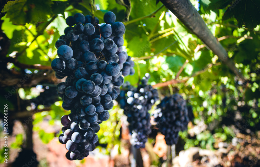 black grapes hanging on the vine in algarve, portugal