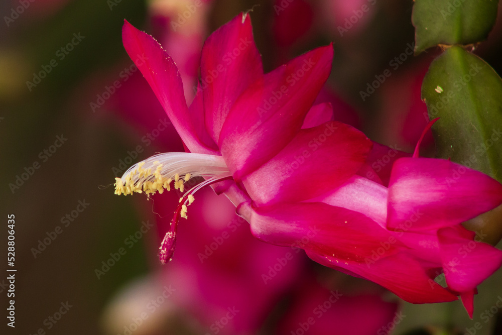 Fototapeta premium False Christmas cactus, a species of plant in the family Cactaceae. It is the parent or one of the parents of the houseplants called Christmas cactus or Thanksgiving cactus, among other names.
