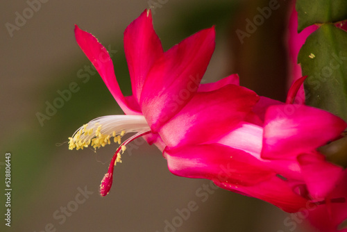 False Christmas cactus  a species of plant in the family Cactaceae. It is the parent or one of the parents of the houseplants called Christmas cactus or Thanksgiving cactus  among other names.