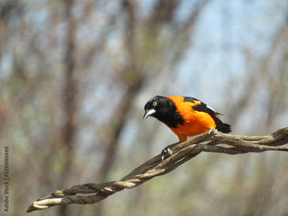 Naklejka premium orange bird Campo Troupial