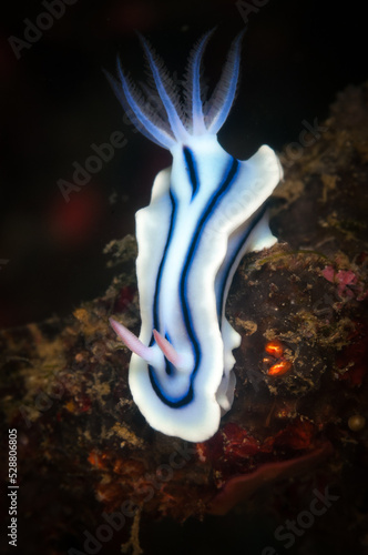 Underwater macro life in the Lembeh Straits of Indonesia - the chromodoris willani nudibranch photo