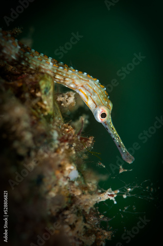 Underwater macro life in the Lembeh Straits of Indonesia - orange-spotted pipefish  corythoichthys ocellatus 