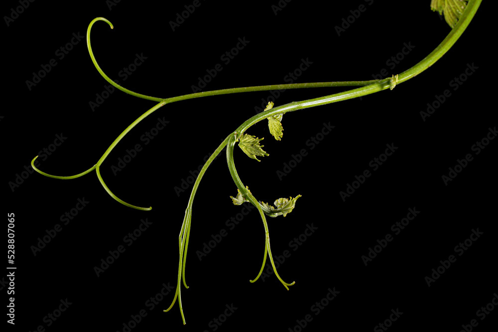 Vine branch with tendrils and young leaves, fresh young vine leaves, isolated on black background
