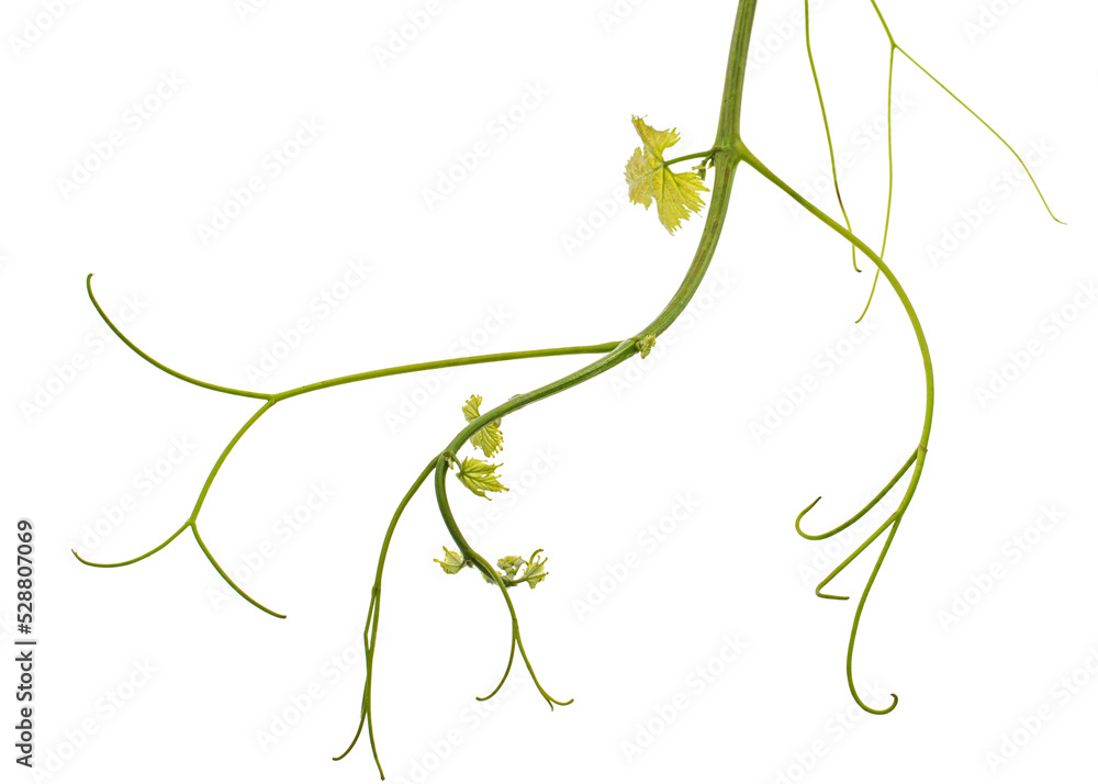 Vine branch with tendrils and young leaves, fresh young vine leaves, isolated on white background - obrazy, fototapety, plakaty 