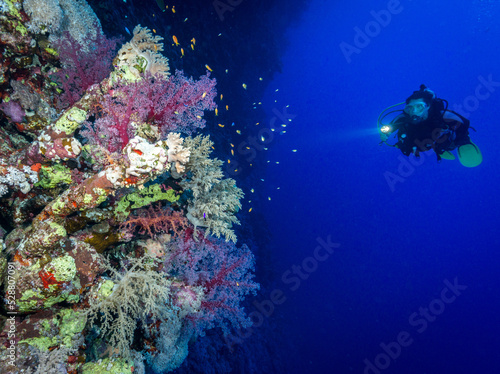 Scuba diving in the southern Red Sea, Egypt