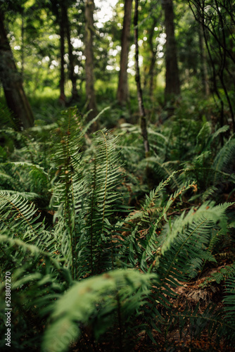 Western Sword Fern (Polystichum munitum) in the forest outside Seattle, Washington